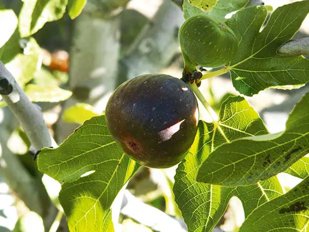 French Sugar Fig - North Harbour Big Tree Co